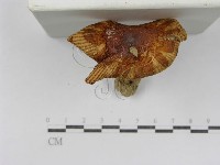 登錄號:F0011196藏品圖，第5張