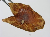登錄號:F0011196藏品圖，第7張