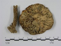 登錄號:F0011199藏品圖，第3張