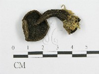 登錄號:F0011200藏品圖，第1張