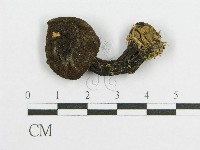 登錄號:F0011200藏品圖，第4張