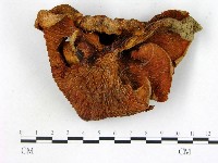 登錄號:F0011201藏品圖，第1張