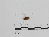 登錄號:F0011202藏品圖，第3張