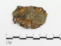 傘菌屬藏品圖，第1張