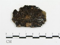 傘菌屬藏品圖，第3張