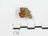 登錄號:F0011207藏品圖，第1張