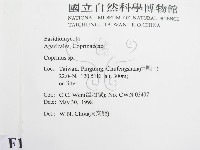 鬼傘屬藏品圖，第2張