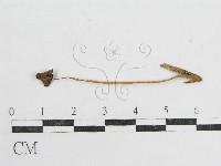 鬼傘屬藏品圖，第3張