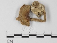 登錄號:F0011209藏品圖，第1張