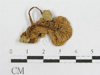 粉褶菌屬藏品圖，第3張