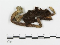 登錄號:F0011212藏品圖，第1張