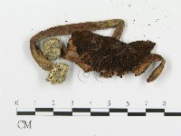 登錄號:F0011212藏品圖，第3張