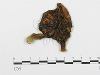 登錄號:F0011213藏品圖，第3張