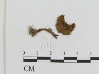 登錄號:F0011215藏品圖，第3張