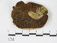登錄號:F0011216藏品圖，第1張