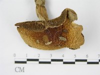 登錄號:F0011216藏品圖，第3張