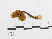 登錄號:F0011220藏品圖，第3張