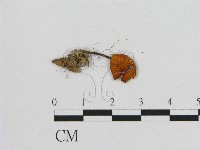 小皮傘屬藏品圖，第3張