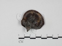 登錄號:F0011224藏品圖，第1張