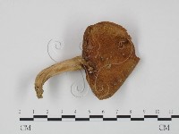 登錄號:F0011225藏品圖，第1張