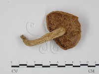 登錄號:F0011225藏品圖，第3張