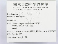 紅菇屬藏品圖，第2張