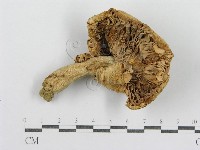 紅菇屬藏品圖，第1張