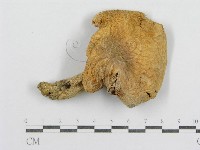 紅菇屬藏品圖，第3張