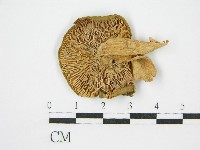 登錄號:F0011229藏品圖，第1張