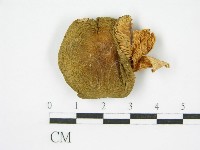 登錄號:F0011229藏品圖，第3張