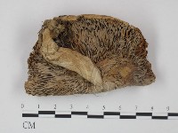 登錄號:F0011230藏品圖，第1張