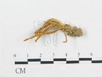 登錄號:F0011234藏品圖，第1張