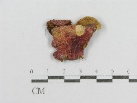 紅菇屬藏品圖，第1張