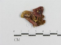紅菇屬藏品圖，第3張