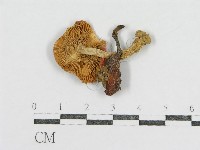 登錄號:F0011237藏品圖，第1張