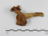 登錄號:F0011238藏品圖，第1張