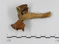 登錄號:F0011238藏品圖，第3張