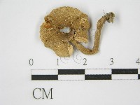 登錄號:F0011239藏品圖，第1張