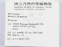 紅菇屬藏品圖，第2張