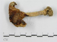 紅菇屬藏品圖，第3張