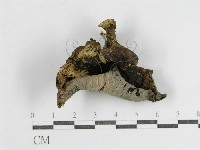 登錄號:F0011241藏品圖，第3張