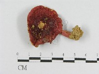登錄號:F0011242藏品圖，第1張