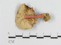 登錄號:F0011242藏品圖，第3張