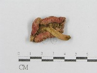 紅菇屬藏品圖，第3張