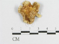 登錄號:F0011244藏品圖，第1張