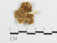 登錄號:F0011244藏品圖，第3張