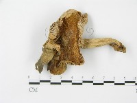 登錄號:F0011245藏品圖，第3張