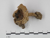 登錄號:F0011246藏品圖，第1張
