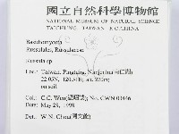 紅菇屬藏品圖，第2張