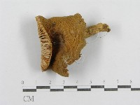 紅菇屬藏品圖，第3張